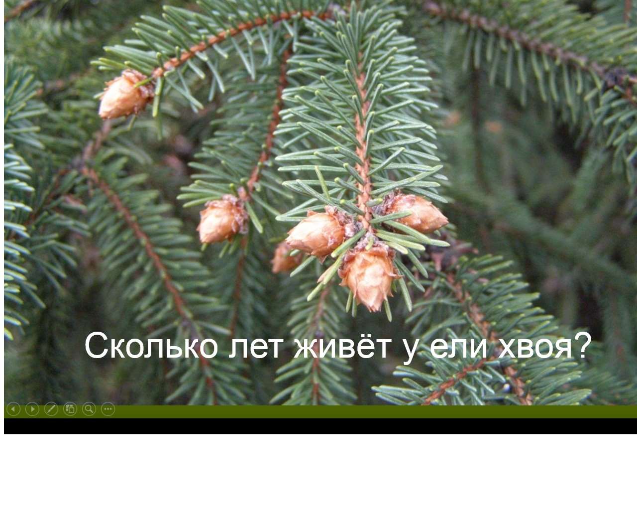 Сколько живет ель. Сколько лет живет хвоя. Сколько живёт хвоя ели. Хвоинки ели живут. Сколько живут хвоинки ели.