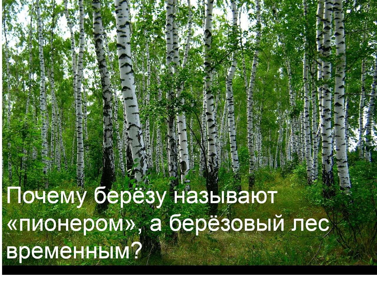 Отчего так березы. Береза Пионер леса. Почему березу называют пионером леса а березовый лес временным. Почему березу называют пионером леса. Почему берёза так называется береза.